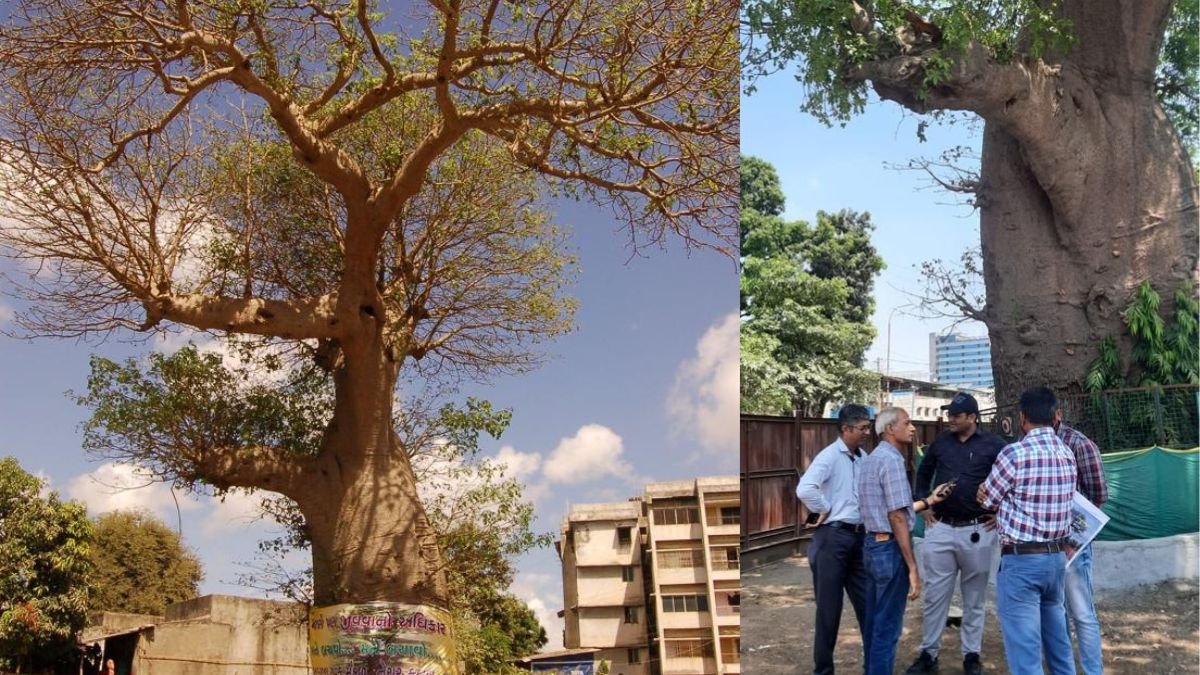 Surat Metro Rail Project Saves 500-Year-Old African Baobab Tree