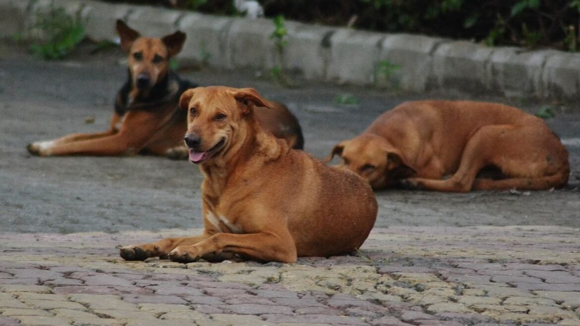 Surat Municipal Corporation Catches A Stray Dogs Four Times In A Year