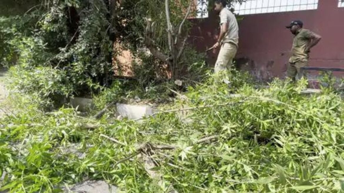 Surat Authorities Slumber as Conocarpus Menace Threatens Environment and Health