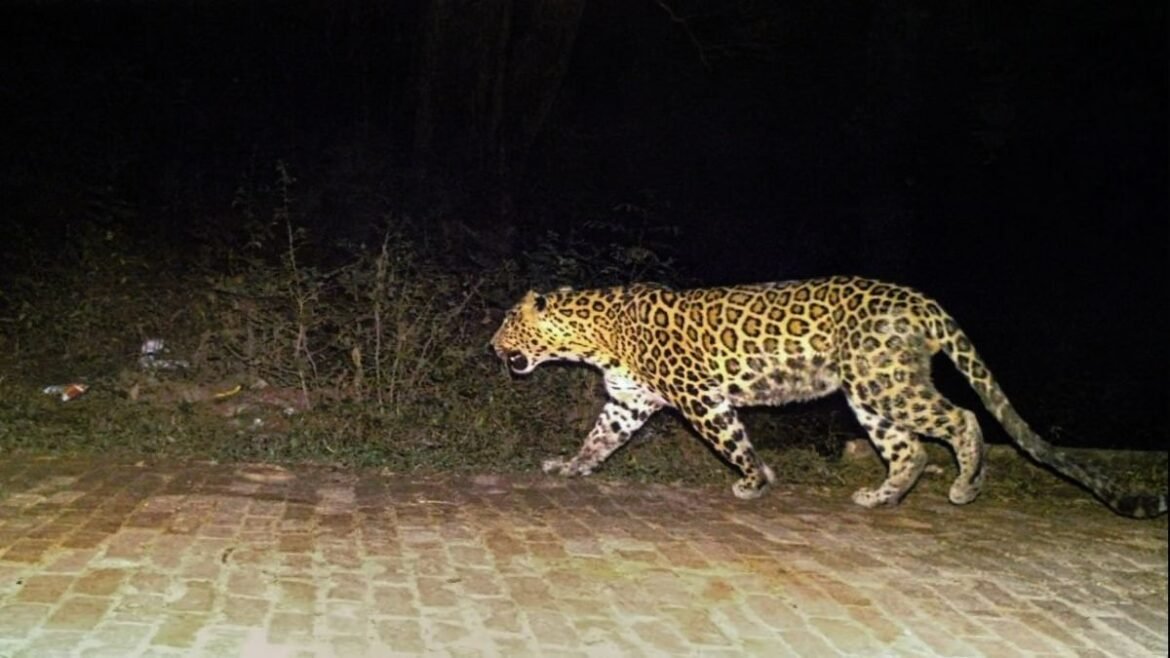 Surat : Fear grip residents as Leopard family spotted in Kamrej